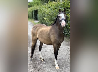 Kuc walijski sekcji A, Klacz, 5 lat, 113 cm, Bułana