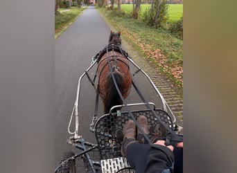 Kuc walijski sekcji A, Klacz, 5 lat, 120 cm, Kasztanowatodereszowata