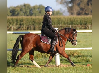 Kuc walijski sekcji A, Klacz, 5 lat, 121 cm, Gniada