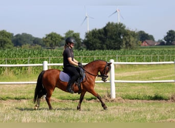 Kuc walijski sekcji A, Klacz, 5 lat, 121 cm, Gniada