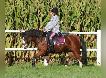 Kuc walijski sekcji A, Klacz, 5 lat, 121 cm, Gniada