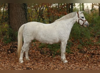 Kuc walijski sekcji A, Klacz, 5 lat, 122 cm, Siwa