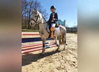 Kuc walijski sekcji A, Klacz, 5 lat, 126 cm, Siwa