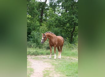 Kuc walijski sekcji A, Klacz, 5 lat, 133 cm, Kasztanowata