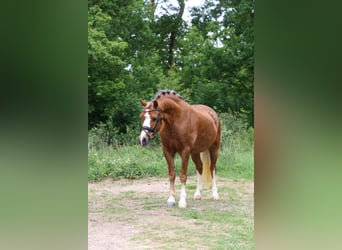 Kuc walijski sekcji A, Klacz, 5 lat, 133 cm, Kasztanowata