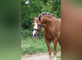 Kuc walijski sekcji A, Klacz, 5 lat, 133 cm, Kasztanowata
