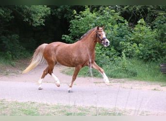 Kuc walijski sekcji A, Klacz, 5 lat, 133 cm, Kasztanowata
