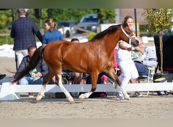 Kuc walijski sekcji A, Klacz, 6 lat, 120 cm, Gniada