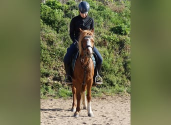 Kuc walijski sekcji A, Klacz, 6 lat, 121 cm, Kasztanowata