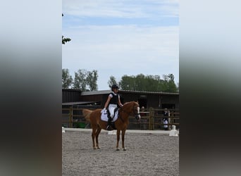 Kuc walijski sekcji A, Klacz, 6 lat, 122 cm, Kasztanowata
