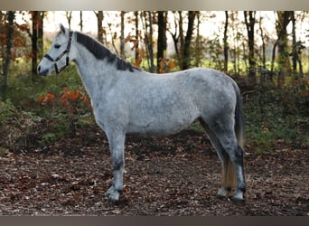 Kuc walijski sekcji A, Klacz, 6 lat, 128 cm, Siwa jabłkowita