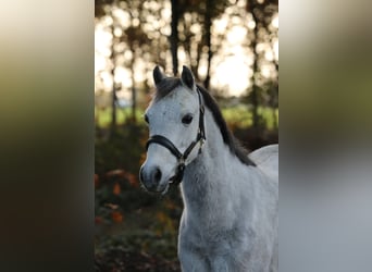 Kuc walijski sekcji A, Klacz, 6 lat, 128 cm, Siwa jabłkowita