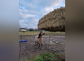 Kuc walijski sekcji A, Klacz, 7 lat, 111 cm, Bułana