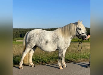 Kuc walijski sekcji A Mix, Klacz, 7 lat, 114 cm, Siwa