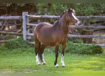 Kuc walijski sekcji A, Klacz, 7 lat, 115 cm, Gniada