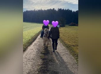 Kuc walijski sekcji A, Klacz, 7 lat, 118 cm, Izabelowata