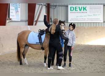 Kuc walijski sekcji A, Klacz, 7 lat, 120 cm, Bułana