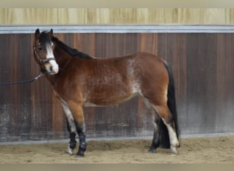 Kuc walijski sekcji A, Klacz, 7 lat, 121 cm, Sabino
