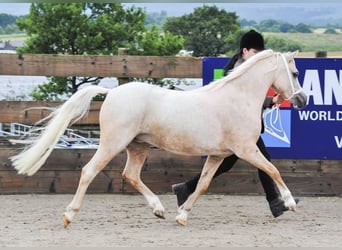 Kuc walijski sekcji A, Klacz, 7 lat, 122 cm, Izabelowata