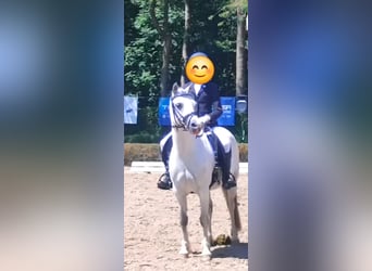 Kuc walijski sekcji A, Klacz, 7 lat, 122 cm, Siwa