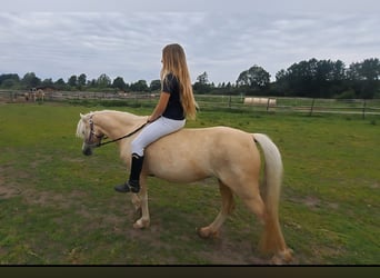 Kuc walijski sekcji A, Klacz, 7 lat, 123 cm, Izabelowata