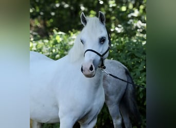 Kuc walijski sekcji A, Klacz, 8 lat, 118 cm, Siwa