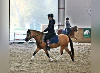 Kuc walijski sekcji A, Klacz, 8 lat, 120 cm, Bułana