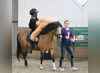 Kuc walijski sekcji A, Klacz, 8 lat, 120 cm, Jelenia