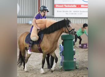 Kuc walijski sekcji A, Klacz, 8 lat, 120 cm, Jelenia
