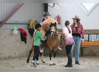 Kuc walijski sekcji A, Klacz, 8 lat, 120 cm, Jelenia