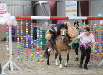 Kuc walijski sekcji A, Klacz, 8 lat, 120 cm, Jelenia