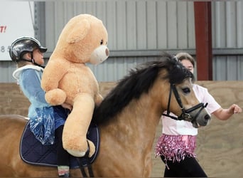 Kuc walijski sekcji A, Klacz, 8 lat, 120 cm, Jelenia