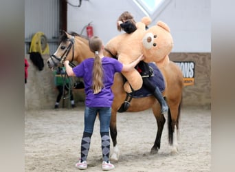 Kuc walijski sekcji A, Klacz, 8 lat, 120 cm, Jelenia