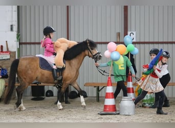 Kuc walijski sekcji A, Klacz, 8 lat, 120 cm, Jelenia