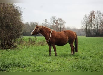 Kuc walijski sekcji A, Klacz, 8 lat, 120 cm, Kasztanowata