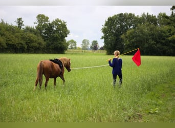 Kuc walijski sekcji A, Klacz, 8 lat, 120 cm, Kasztanowata