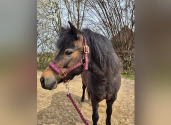 Kuc walijski sekcji A Mix, Klacz, 8 lat, 122 cm, Gniada