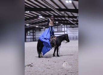 Kuc walijski sekcji A Mix, Klacz, 8 lat, 124 cm, Kara