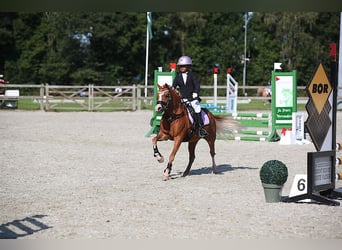 Kuc walijski sekcji A, Klacz, 8 lat, 125 cm, Kasztanowata