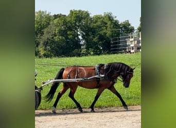 Kuc walijski sekcji A Mix, Klacz, 8 lat, 140 cm, Gniada