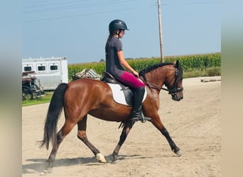 Kuc walijski sekcji A Mix, Klacz, 8 lat, 140 cm, Gniada