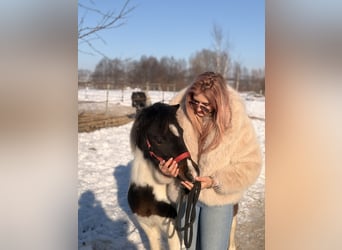 Kuc walijski sekcji A, Klacz, 9 lat, 115 cm, Srokata