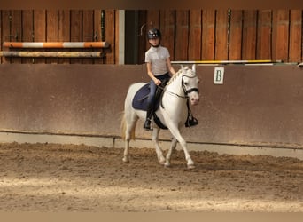 Kuc walijski sekcji A, Klacz, 9 lat, 125 cm, Siwa