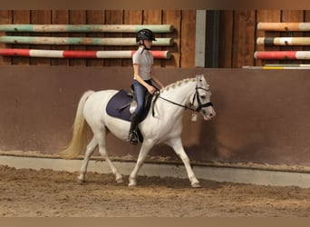 Kuc walijski sekcji A, Klacz, 9 lat, 125 cm, Siwa