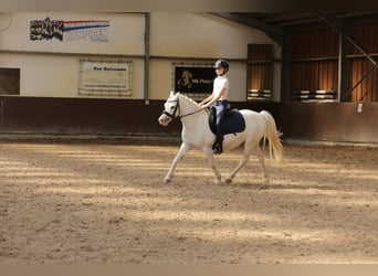 Kuc walijski sekcji A, Klacz, 9 lat, 125 cm, Siwa