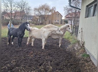 Kuc walijski sekcji A, Ogier, 19 lat, 118 cm, Siwa