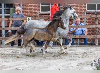 Kuc walijski sekcji A, Ogier, 1 Rok, 117 cm, Może być siwy