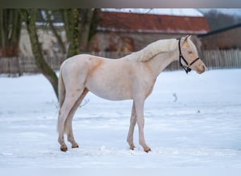 Kuc walijski sekcji A, Ogier, 2 lat, 109 cm, Cremello