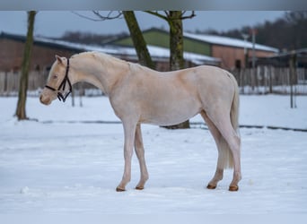 Kuc walijski sekcji A, Ogier, 2 lat, 109 cm, Cremello