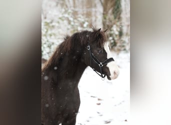 Kuc walijski sekcji A, Ogier, 3 lat, 119 cm, Kara
